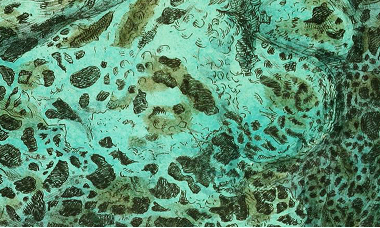 Image of a biome-like texture